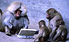 Click image for larger version. 

Name:	monkeys-and-typewriters.jpg 
Views:	350 
Size:	34.4 KB 
ID:	10510